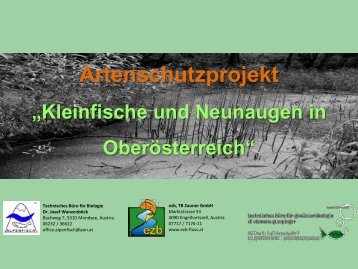 Artenschutzprojekt Kleinfische & Neunaugen OberÃ¶sterreich