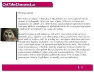 Owl Pellet Dissection Lab
