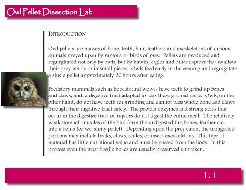 Owl Pellet Dissection Lab