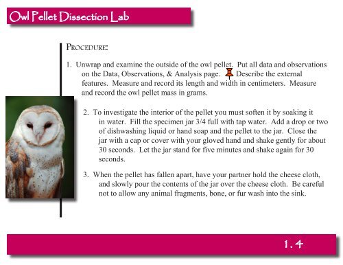 Owl Pellet Dissection Lab