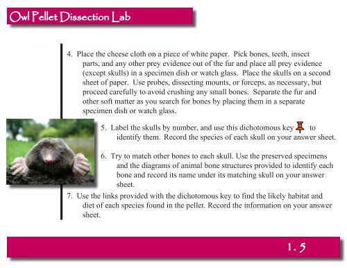 Owl Pellet Dissection Lab