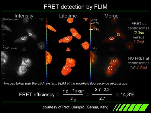 Fluorescence Lifetime Imaging Microscopy ... - Photon Lines