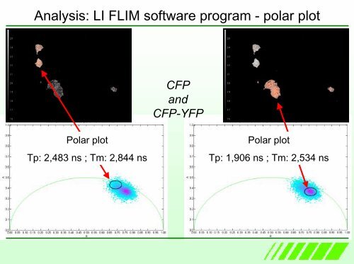 Fluorescence Lifetime Imaging Microscopy ... - Photon Lines