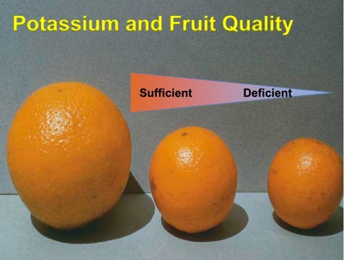 Macronutrients: Their Role in Citrus Production - Citrus Research ...