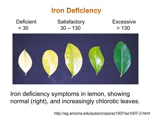 Macronutrients: Their Role in Citrus Production - Citrus Research ...