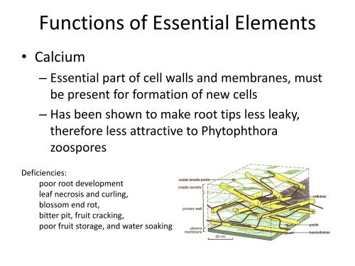 Macronutrients: Their Role in Citrus Production - Citrus Research ...