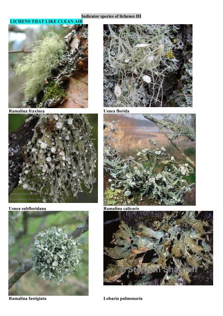 Lichens identification key - determine air purity
