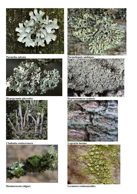 Lichens identification key - determine air purity