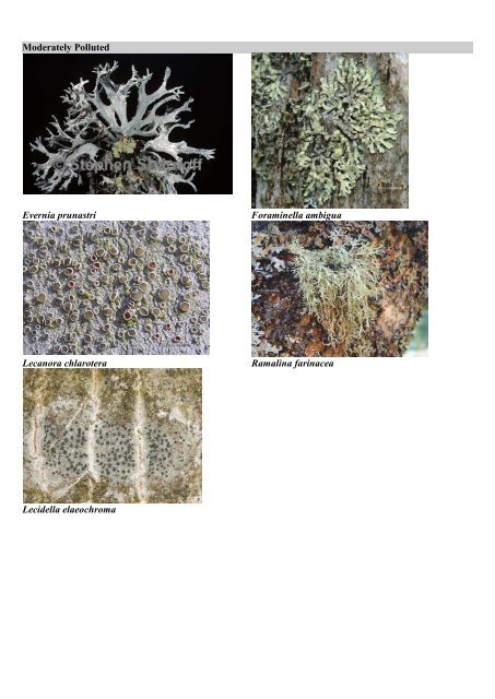 Lichens identification key - determine air purity