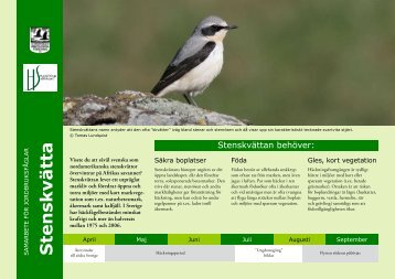 StenskvÃ¤tta - Sveriges Ornitologiska FÃ¶rening