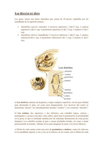 anatomia