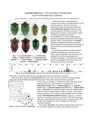 Loxa flavicollis (Drury, 1773) (Hemiptera: Pentatomidae) a new ...