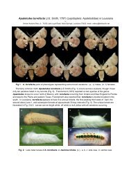 Apatelodes torrefacta (J.E. Smith, 1797) (Lepidoptera: Apatelodidae ...