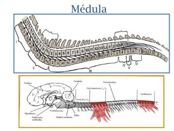 Enfermedades Adquiridas de la Columna Vertebral en Caninos