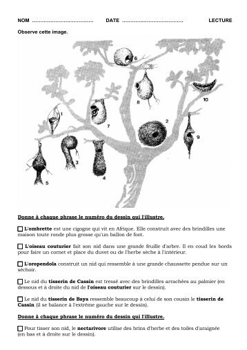 Les nids - Pedagogite