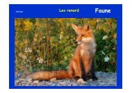 Les renard - Jean-Louis Negre