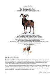 The Corsican Mouflon - and the EU Life Nature scheme - Corsica Isula