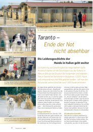 Taranto â nicht absehbar Ende der Not - SOS animali international
