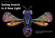 Seeing Insects In A New Light - Science Photo Library