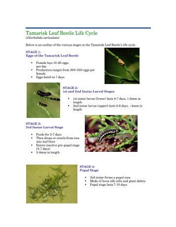 Tamarisk Leaf Beetle Life Cycle