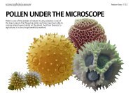 POLLEN UNDER THE MICROSCOPE - Science Photo Library