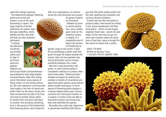 POLLEN UNDER THE MICROSCOPE - Science Photo Library