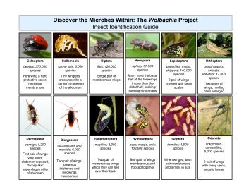 Insect Order Guide - Discover the Microbes Within!