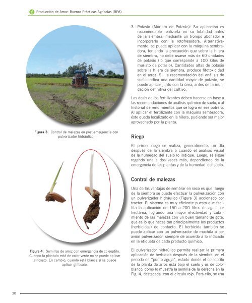 Manual-de-Arroz-PDF