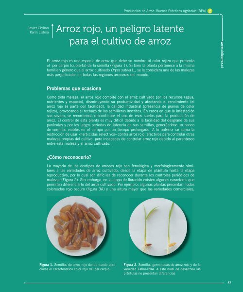 Manual-de-Arroz-PDF