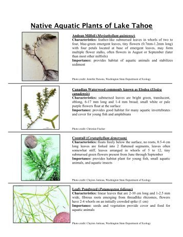 Native vs. Invasive Aquatic Plant Identification Key