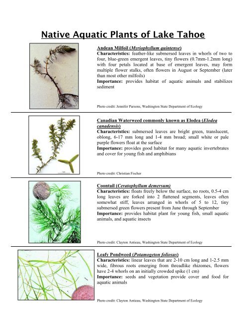 Native vs. Invasive Aquatic Plant Identification Key