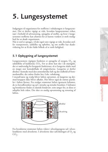 5. Lungesystemet - Liv.dk