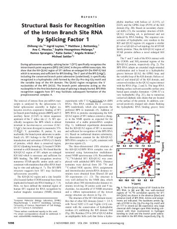 Structural Basis for Recognition of the Intron Branch Site RNA by ...