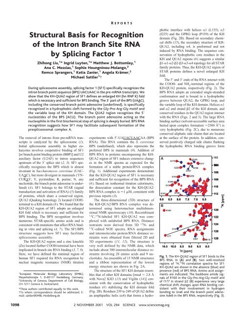 Structural Basis for Recognition of the Intron Branch Site RNA by ...