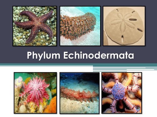 phylum echinodermata