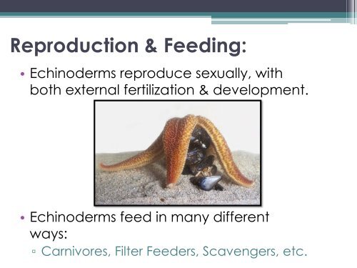 Reproduction Feeding