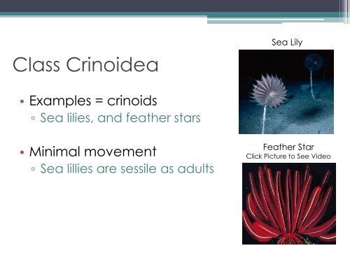 Phylum Echinodermata - Arapahoe High School