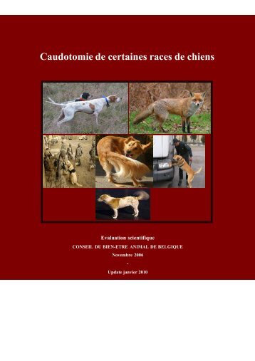 Caudotomie de certaines races de chiens