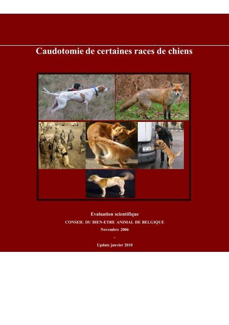 Caudotomie De Certaines Races De Chiens