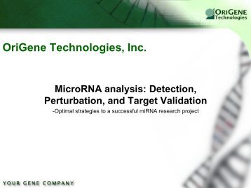 miRNA Analysis - OriGene