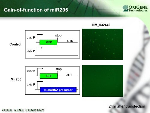 miRNA Analysis - OriGene