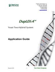 DupLEX-A Yeast Two-Hybrid Kit - OriGene