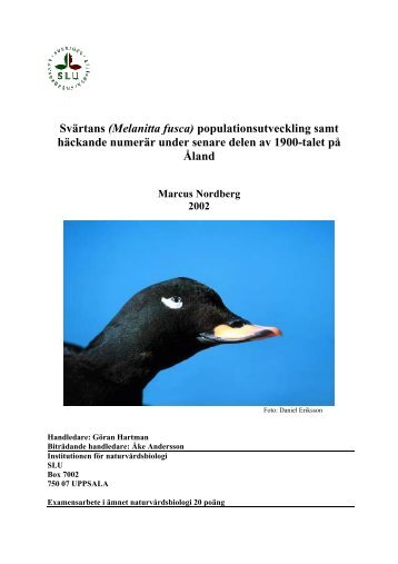 Svärtans (Melanitta fusca) - Validering på Åland