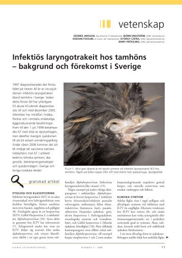 Artikel om ILT, Svensk VeterinÃ¤rtidning Nr 7, 2006 (pdf) - SVA