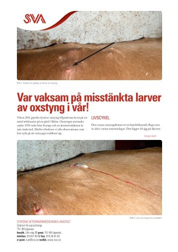 Var vaksam pÃ¥ misstÃ¤nkta larver av Oxstyng i vÃ¥r! (pdf) - SVA