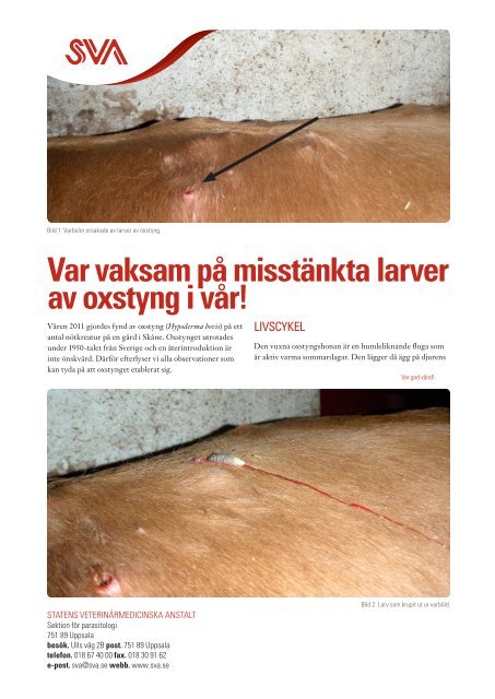 Var vaksam pÃ¥ misstÃ¤nkta larver av Oxstyng i vÃ¥r! (pdf) - SVA