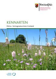 Vertragsnaturschutz Grünland / Kennarten - dlr-rlp -  Rheinland-Pfalz