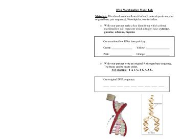 DNA Marshmallow Model Lab - Century Life Science