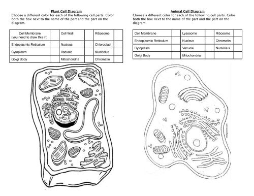 Plant-Animal Cell Diagram Coloring Sheet - Century Life Science