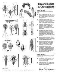 Macroinvertebrate ID Key 2.pdf